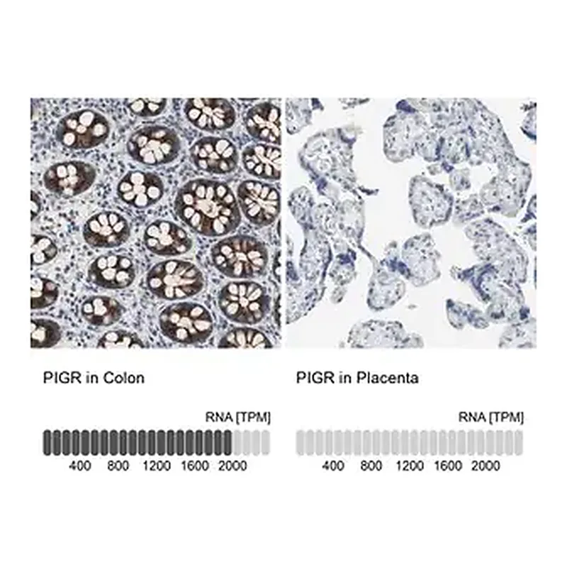 Merck Anti-PIGR antibody produced in rabbit