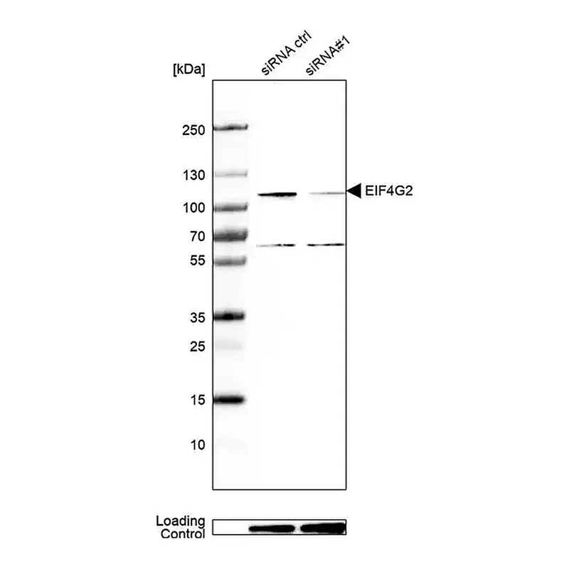 Merck Anti-EIF4G2 antibody produced in rabbit