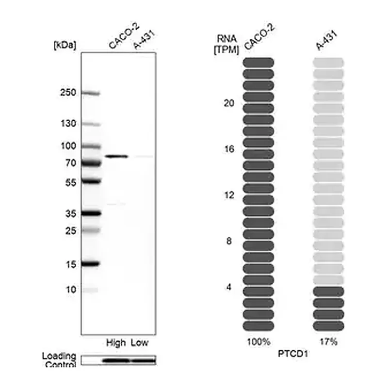 Merck Anti-PTCD1 antibody produced in rabbit