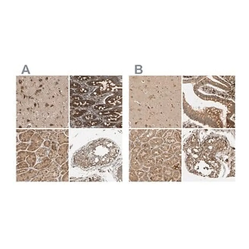 Merck Anti-MRPS22 antibody produced in rabbit