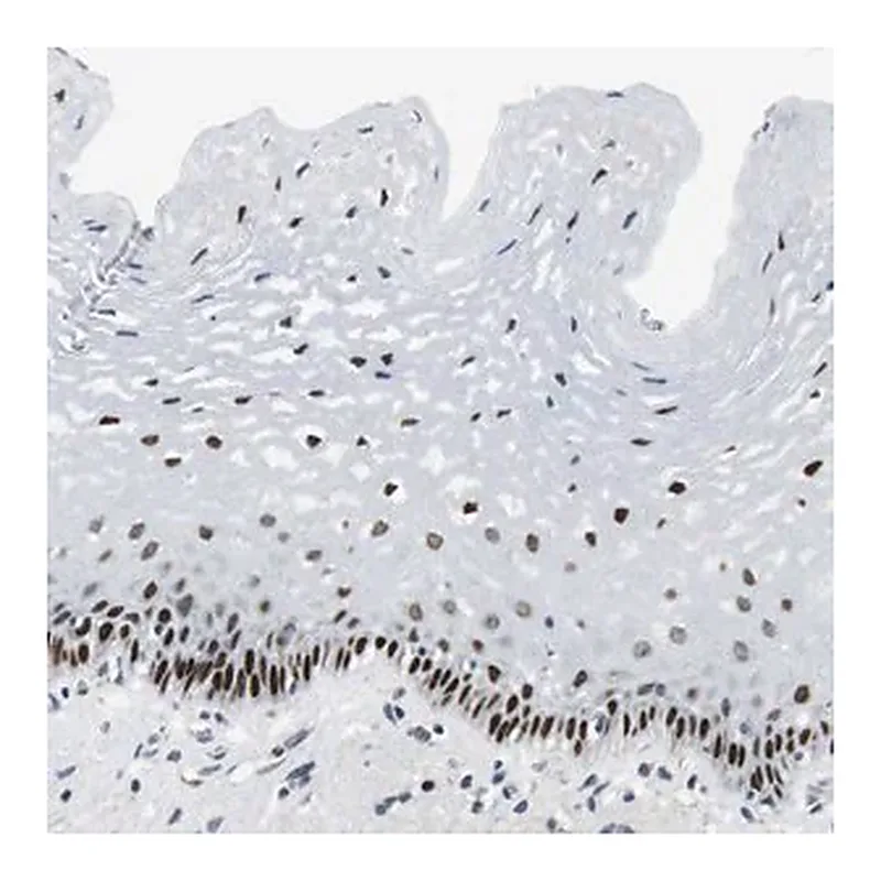 Merck Anti-AJUBA antibody produced in rabbit