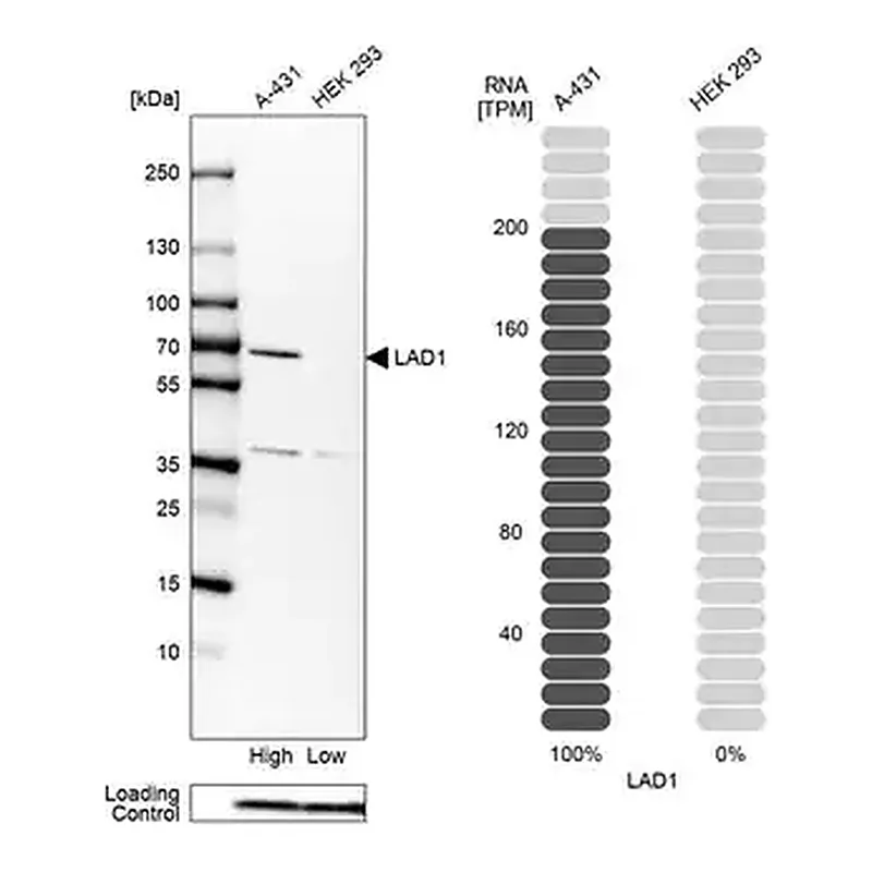 Merck Anti-LAD1 antibody produced in rabbit