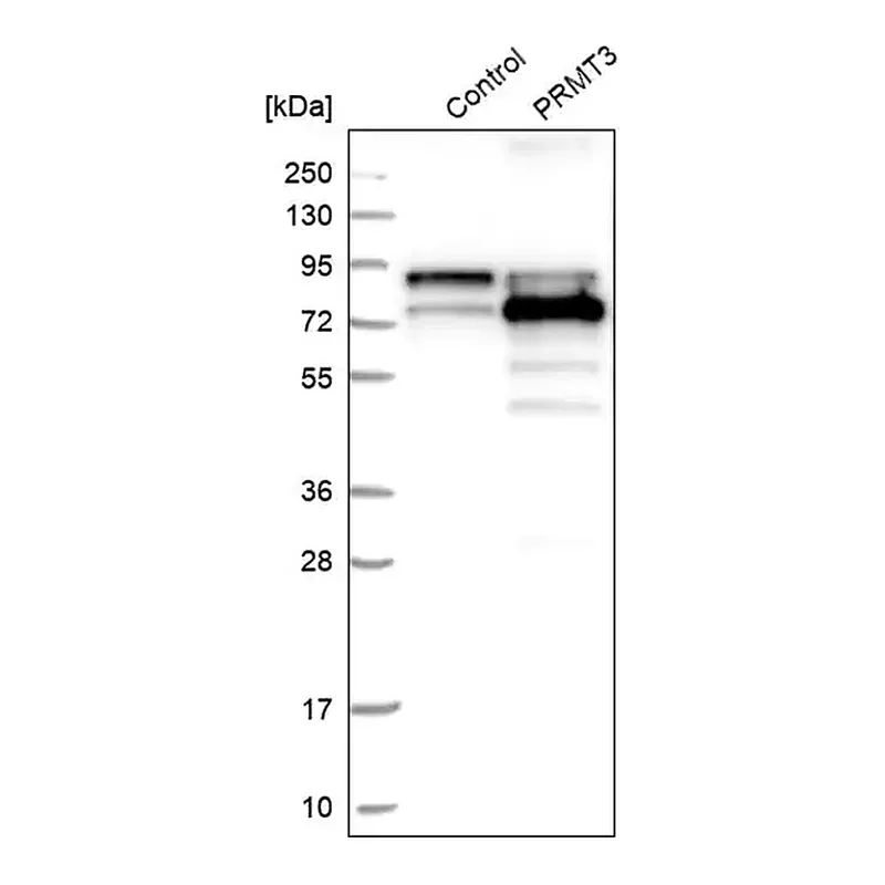 Merck Anti-PRMT3 antibody produced in rabbit