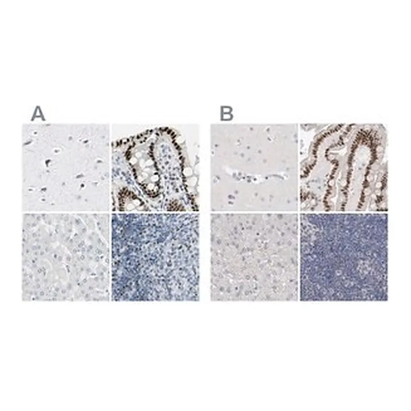 Merck Anti-ZBTB7B antibody produced in rabbit