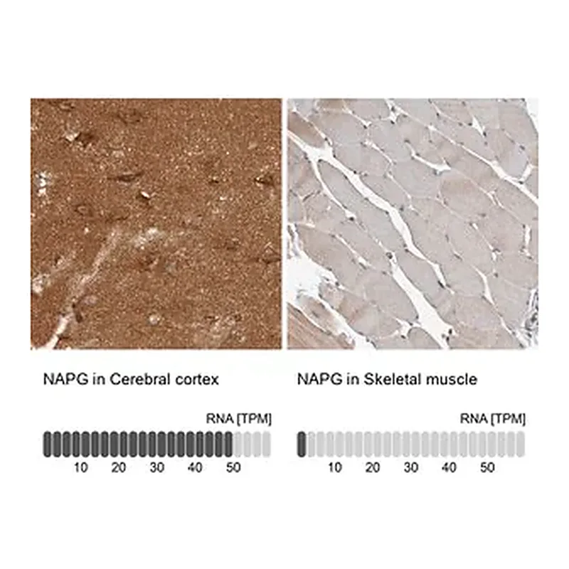 Merck Anti-NAPG antibody produced in rabbit