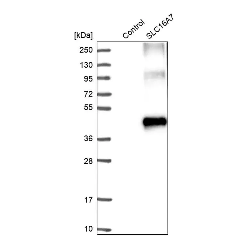 Merck Anti-SLC16A7 antibody produced in rabbit