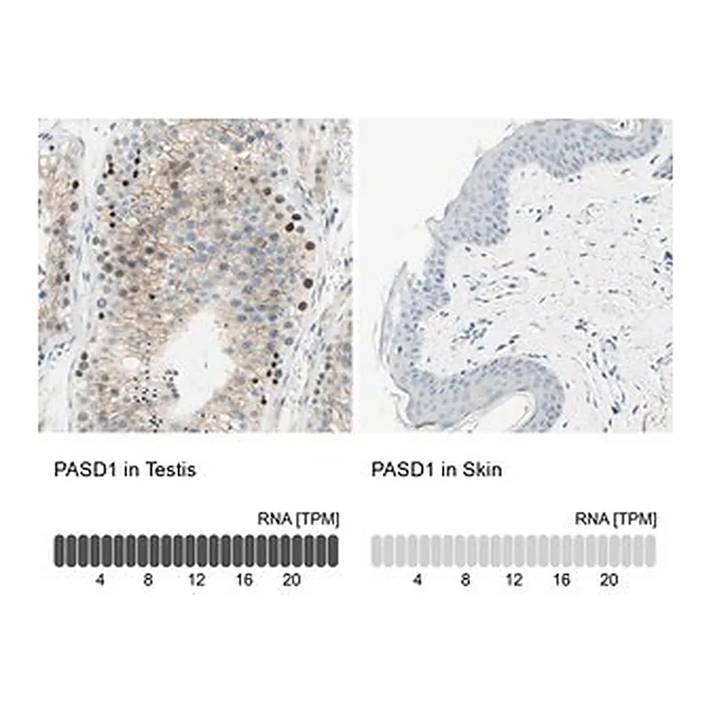 Merck Anti-PASD1 antibody produced in rabbit