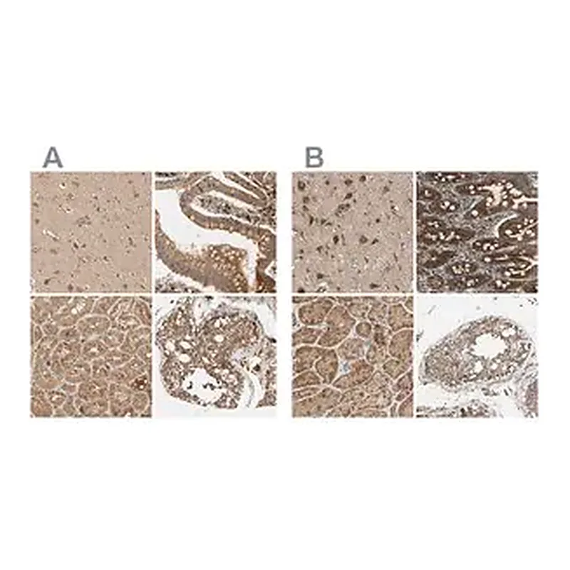 Merck Anti-MRPS22 antibody produced in rabbit