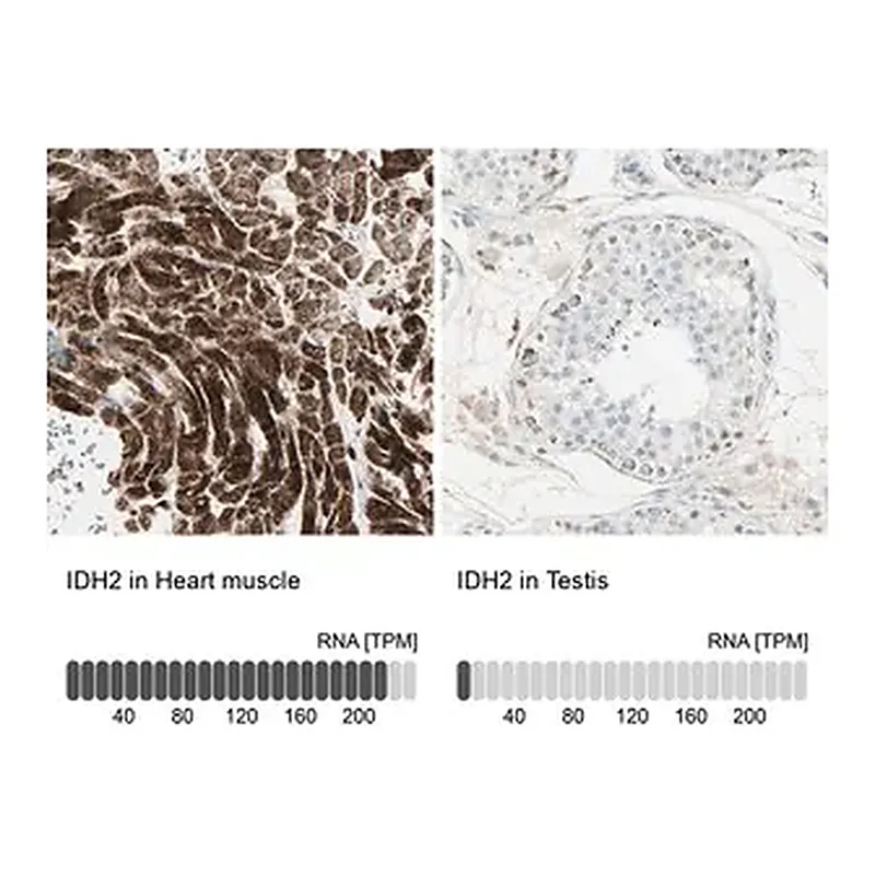 Merck Anti-IDH2 antibody produced in rabbit