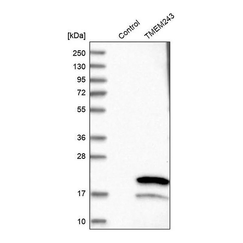 Merck Anti-TMEM243 antibody produced in rabbit