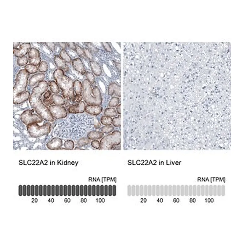 Merck Anti-SLC22A2 antibody produced in rabbit