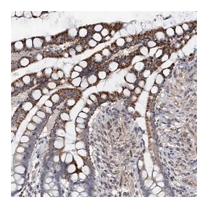Merck Anti-MGLL antibody produced in rabbit