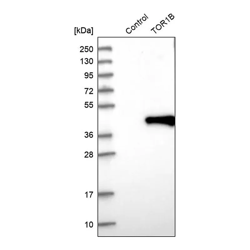 Merck Anti-TOR1B antibody produced in rabbit