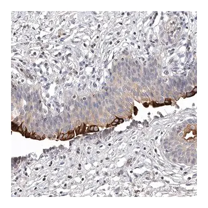 Merck Anti-TNFSF14 antibody produced in rabbit