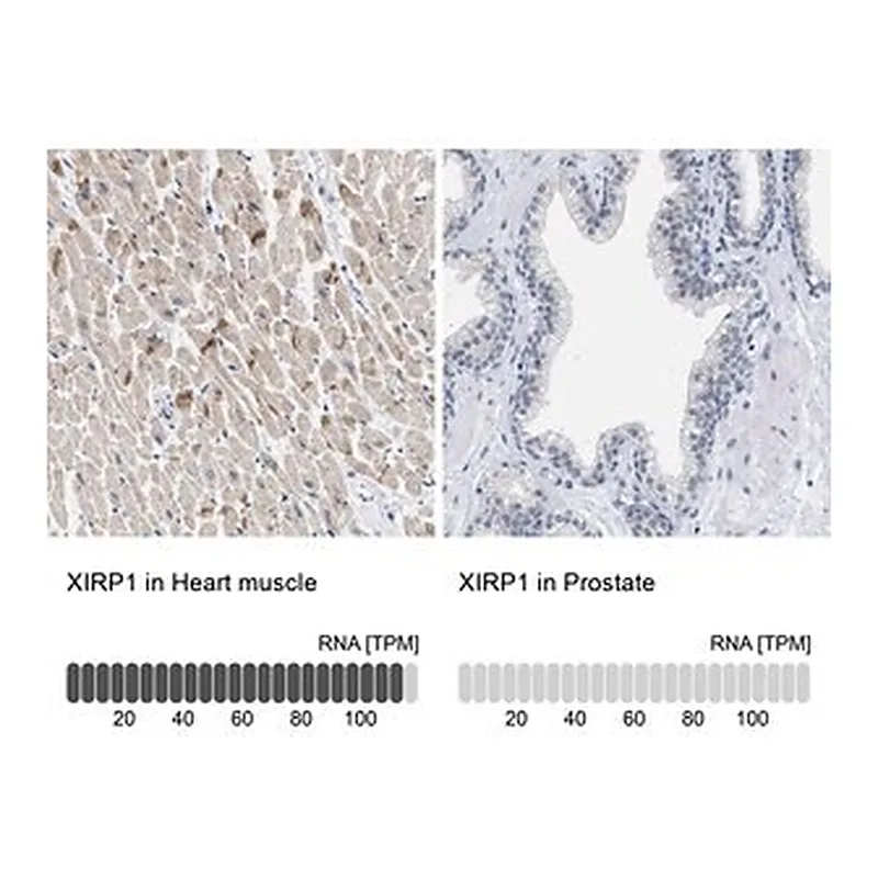 Merck Anti-XIRP1 antibody produced in rabbit