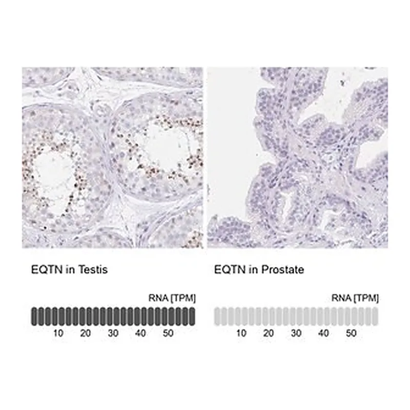 Merck Anti-EQTN antibody produced in rabbit