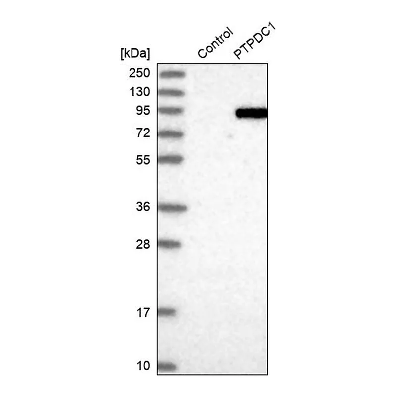 Merck Anti-PTPDC1 antibody produced in rabbit