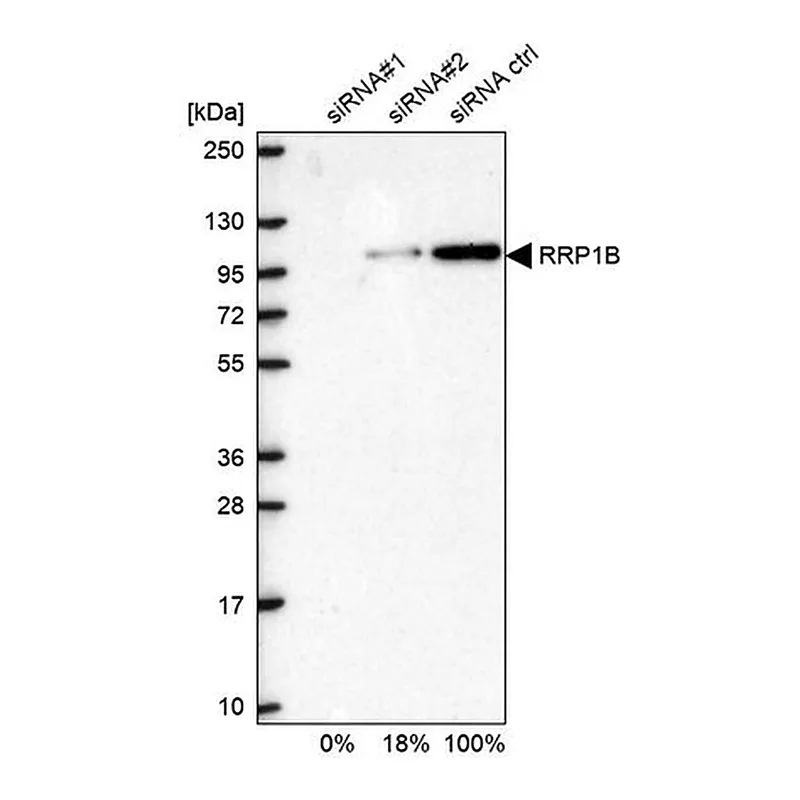 Merck Anti-RRP1B antibody produced in rabbit
