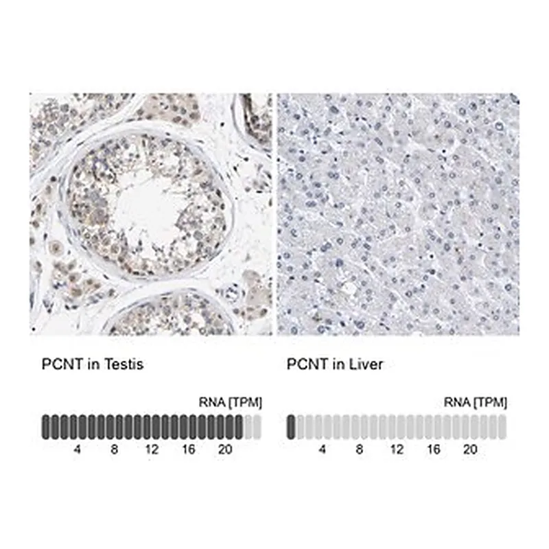 Merck Anti-PCNT antibody produced in rabbit