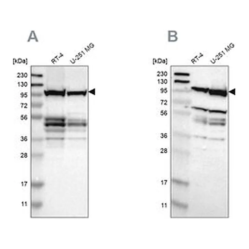 Merck Anti-EIF4G2 antibody produced in rabbit