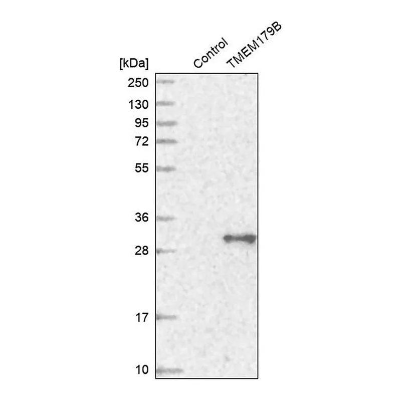 Merck Anti-TMEM179B antibody produced in rabbit
