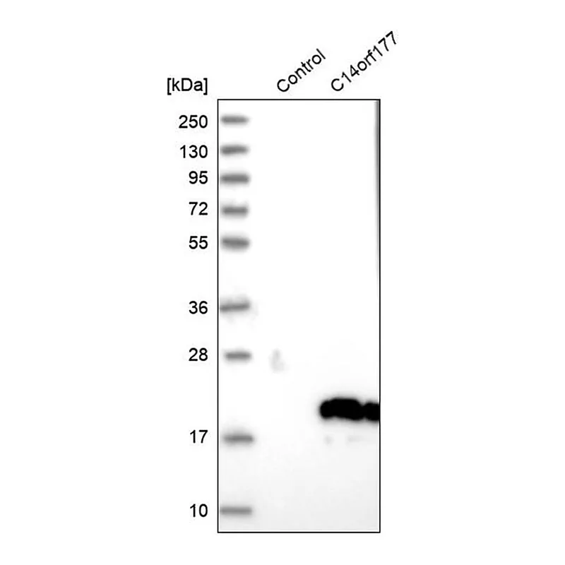 Merck Anti-C14orf177 antibody produced in rabbit