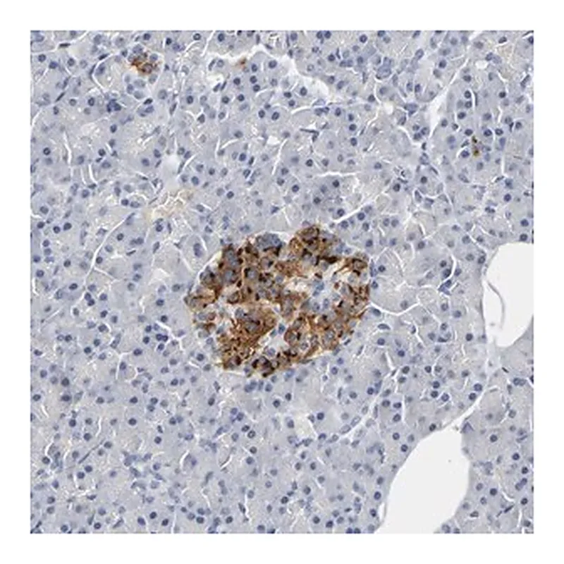 Merck Anti-GNAS antibody produced in rabbit