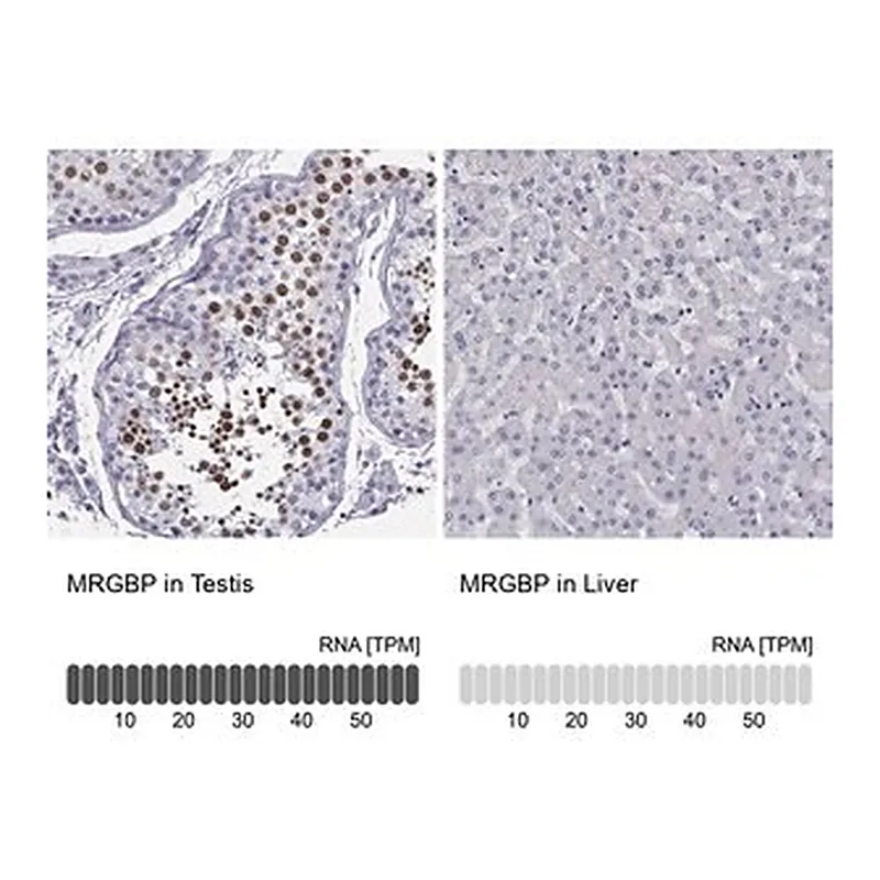 Merck Anti-MRGBP antibody produced in rabbit