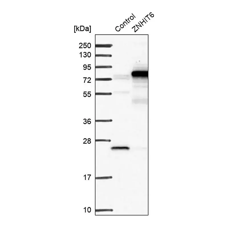 Merck Anti-ZNHIT6 antibody produced in rabbit