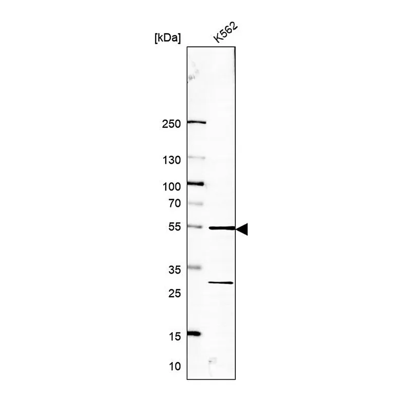 Merck Anti-RRP1 antibody produced in rabbit