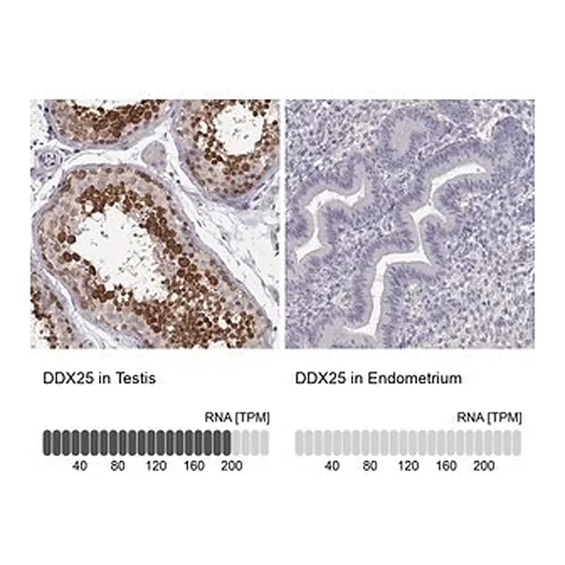 Merck Anti-DDX25 antibody produced in rabbit