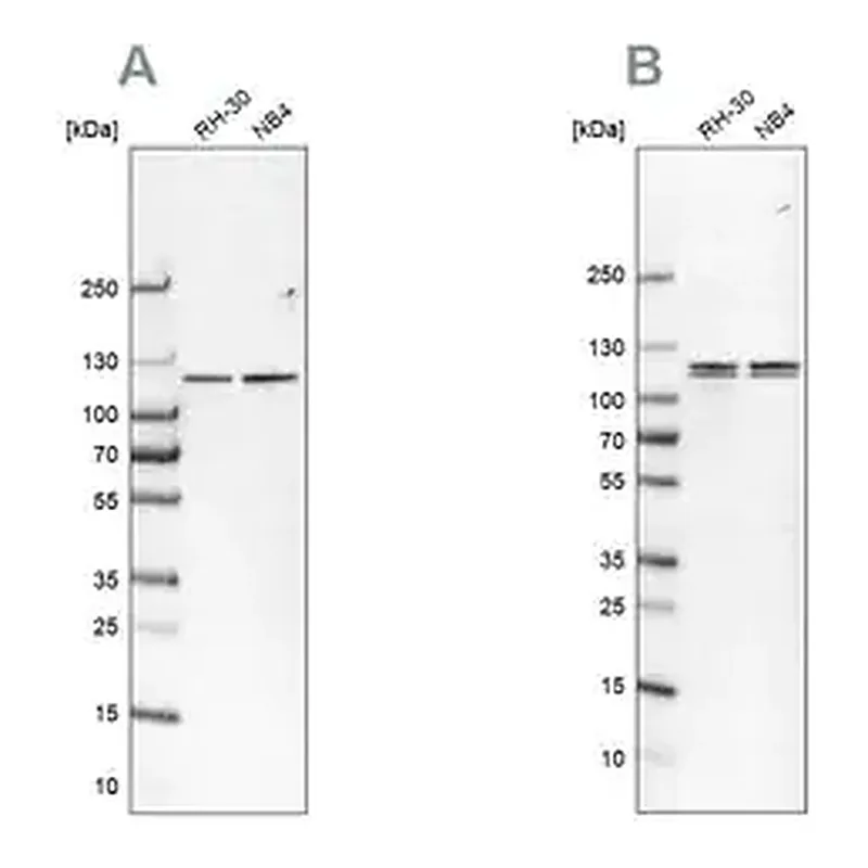 Merck Anti-CAPRIN1 antibody produced in rabbit