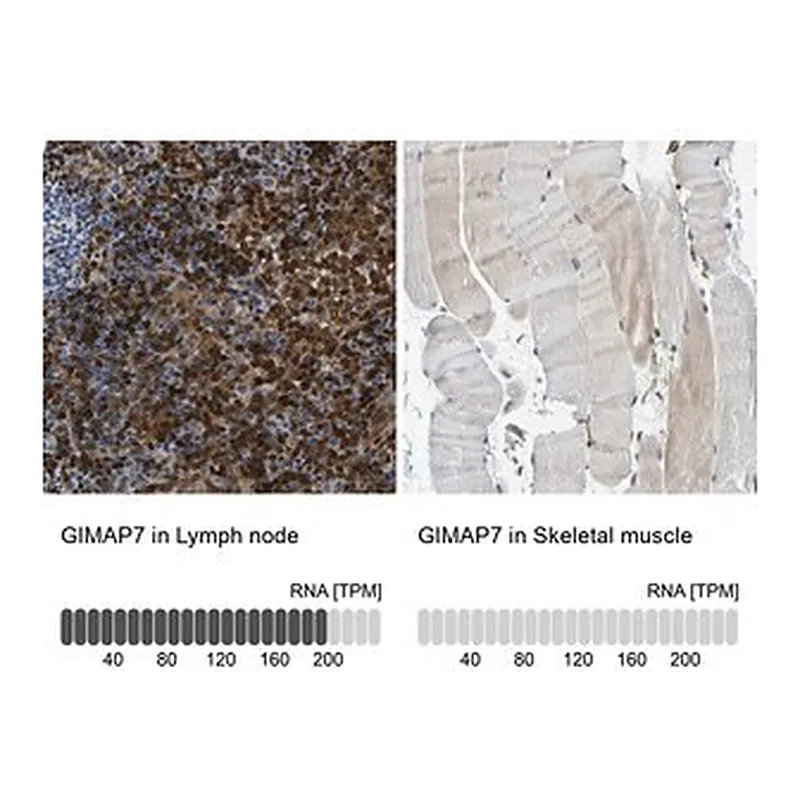 Merck Anti-GIMAP7 antibody produced in rabbit