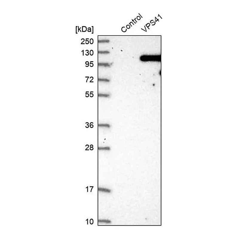 Merck Anti-VPS41 antibody produced in rabbit