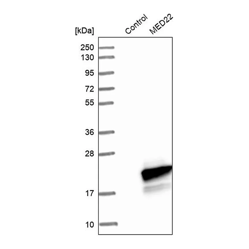 Merck Anti-MED22 antibody produced in rabbit