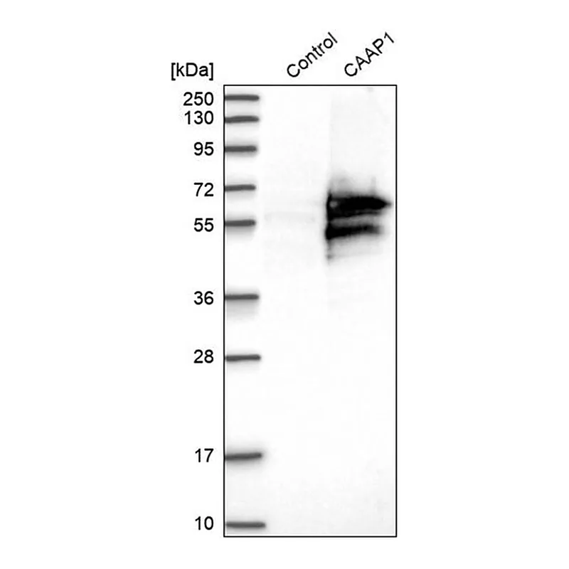 Merck Anti-CAAP1 antibody produced in rabbit
