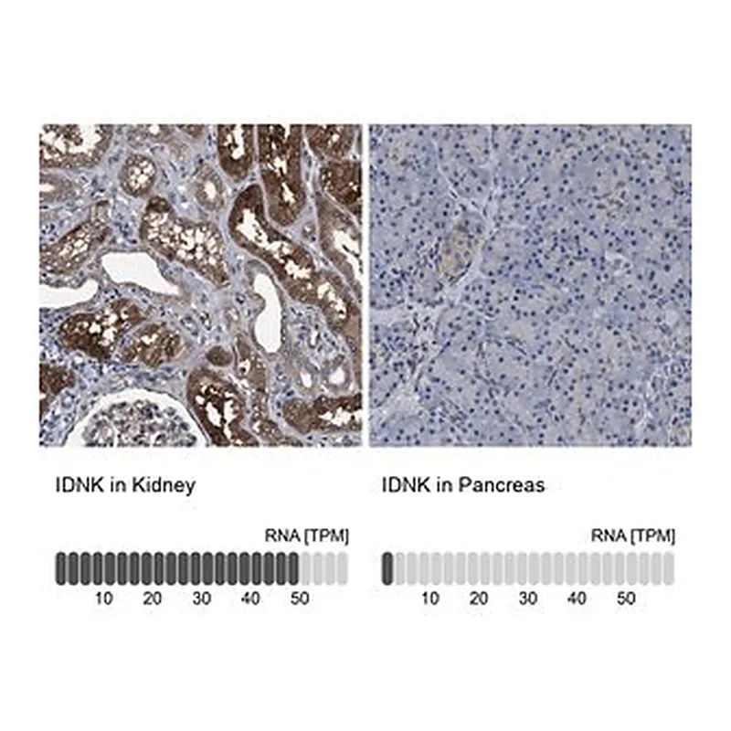 Merck Anti-IDNK antibody produced in rabbit