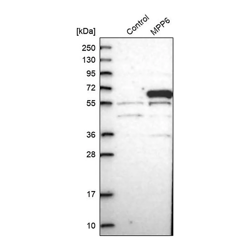 Merck Anti-MPP6 antibody produced in rabbit