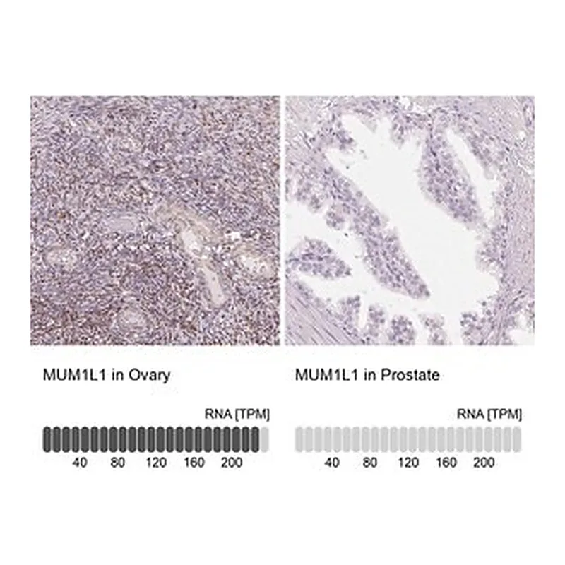 Merck Anti-MUM1L1 antibody produced in rabbit
