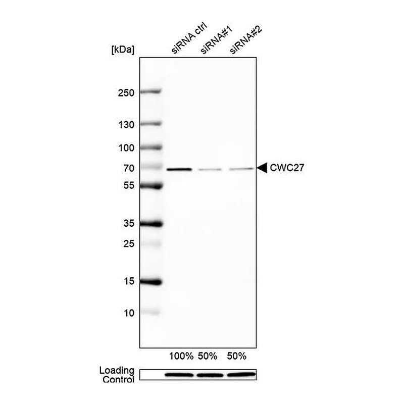 Merck Anti-CWC27 antibody produced in rabbit
