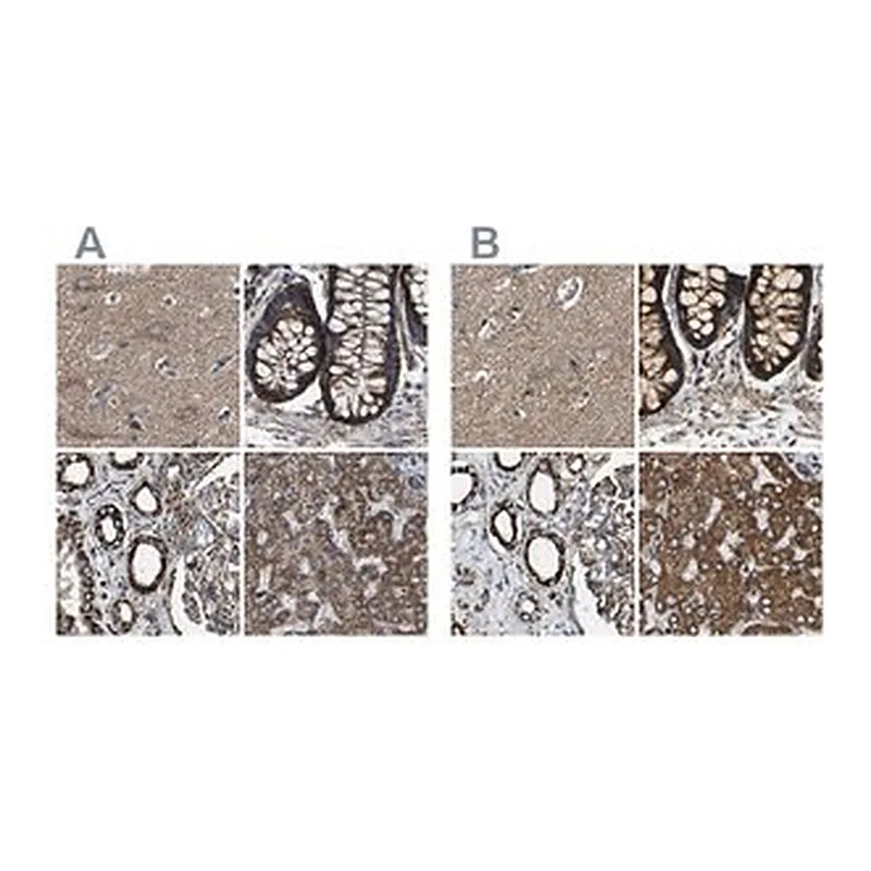Merck Anti-NDUFV3 antibody produced in rabbit