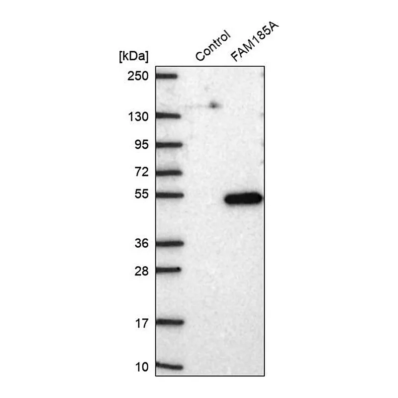 Merck Anti-FAM185A antibody produced in rabbit
