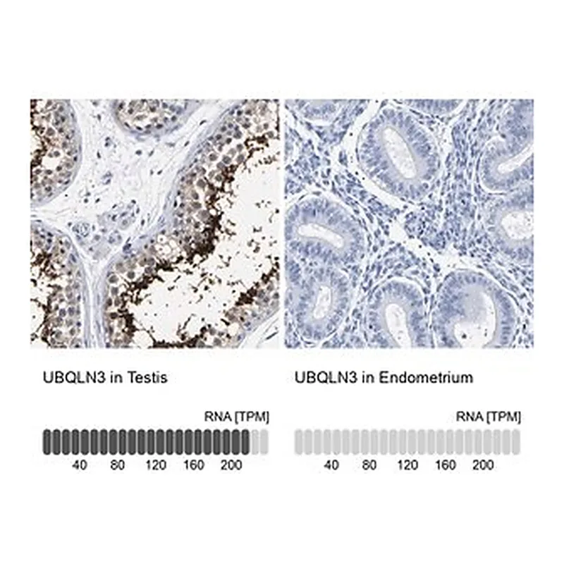 Merck Anti-UBQLN3 antibody produced in rabbit