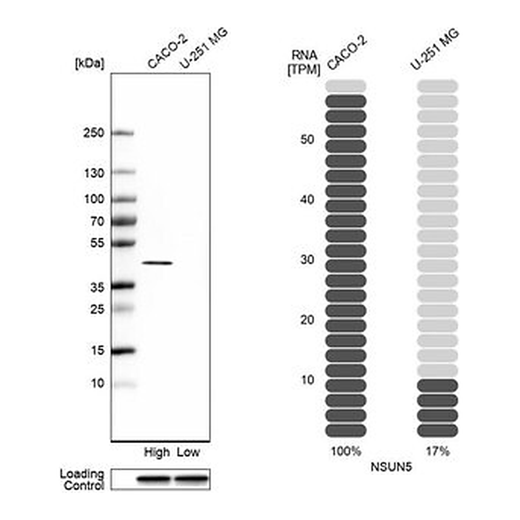 Merck Anti-NSUN5 antibody produced in rabbit