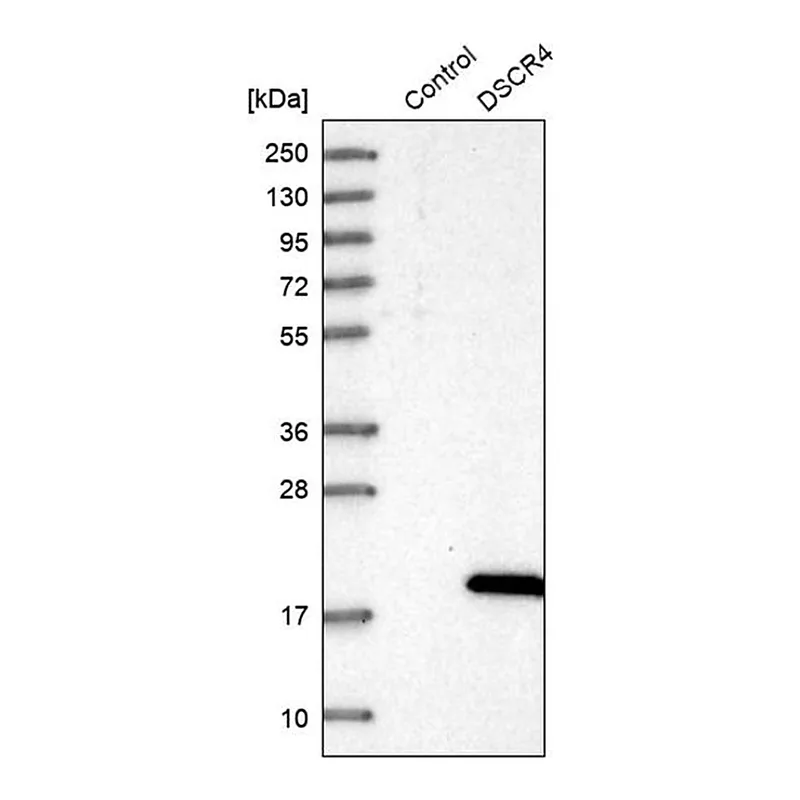 Merck Anti-DSCR4 antibody produced in rabbit