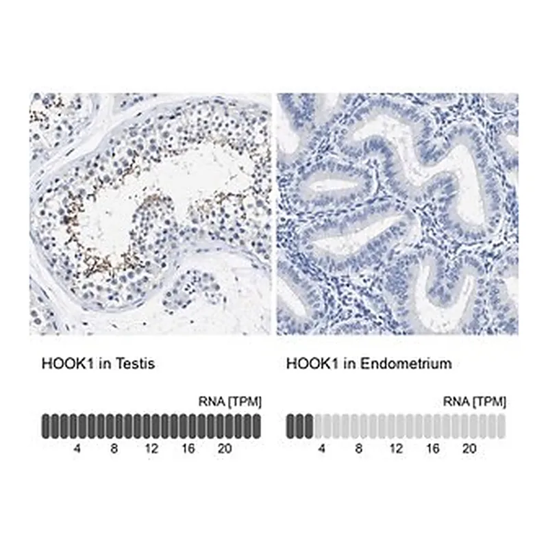 Merck Anti-HOOK1 antibody produced in rabbit