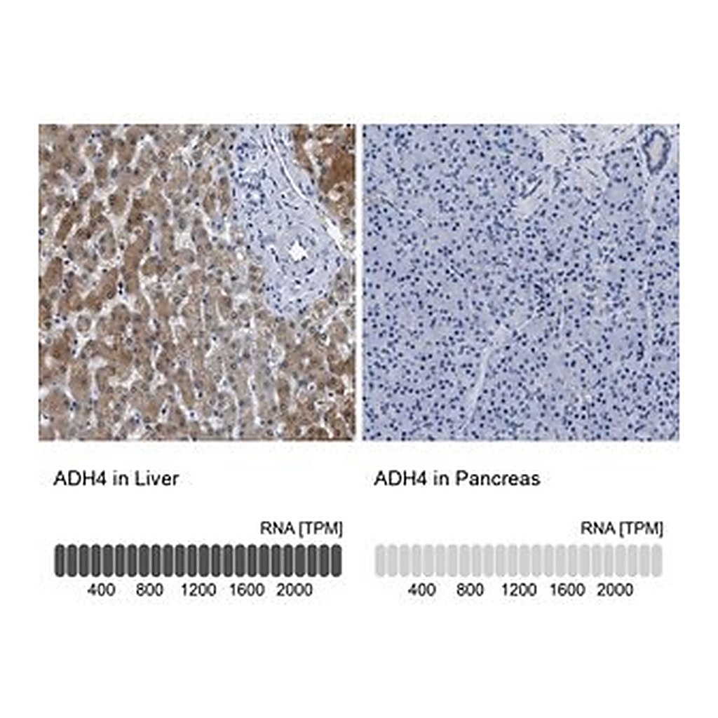 Merck Anti-ADH4 antibody produced in rabbit