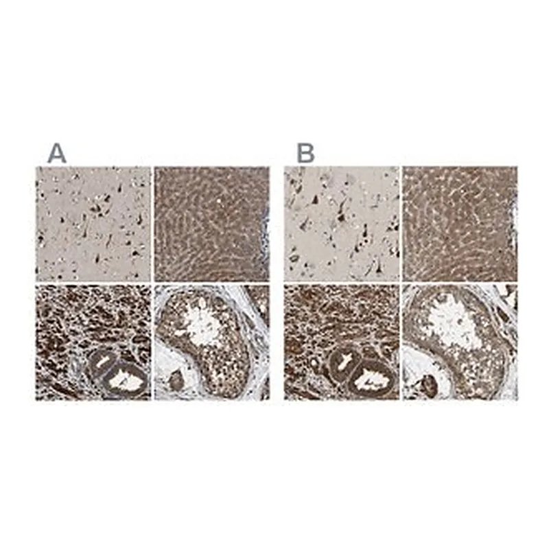 Merck Anti-ERGIC1 antibody produced in rabbit