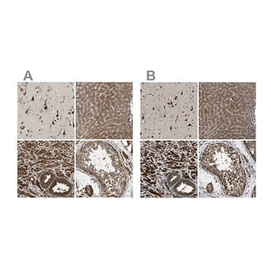 Merck Anti-ERGIC1 antibody produced in rabbit