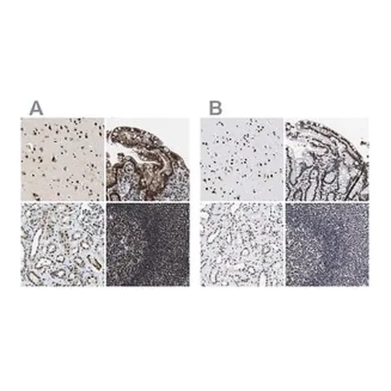 Merck Anti-LUC7L3 antibody produced in rabbit
